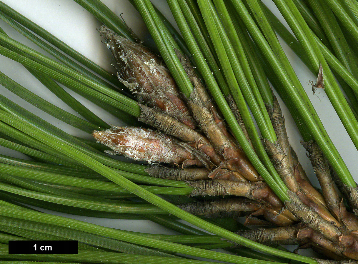 High resolution image: Family: Pinaceae - Genus: Pinus - Taxon: nigra - SpeciesSub: subsp. pallasiana var. pyramidata